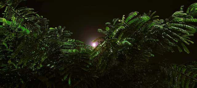 Randonnée de nuit dans l'Amazonie