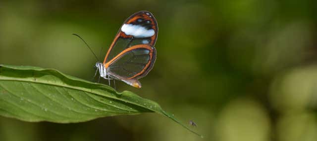 Manizales Birdwatching & Flower Tour