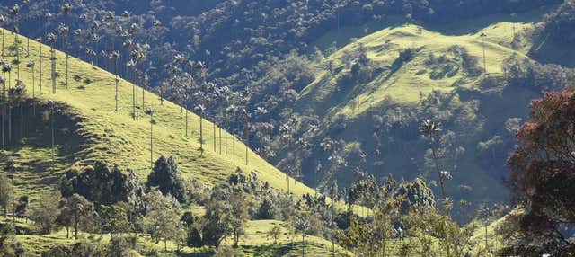 Excursión privada al Valle de Cocora, Salento y Filandia