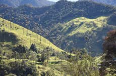 Excursión privada al valle de Cocora, Salento y Filandia