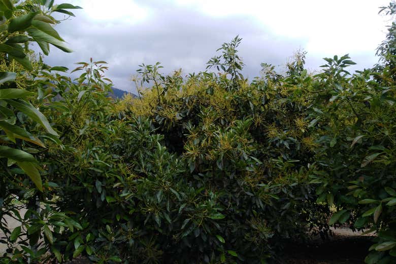 Aguacateros
