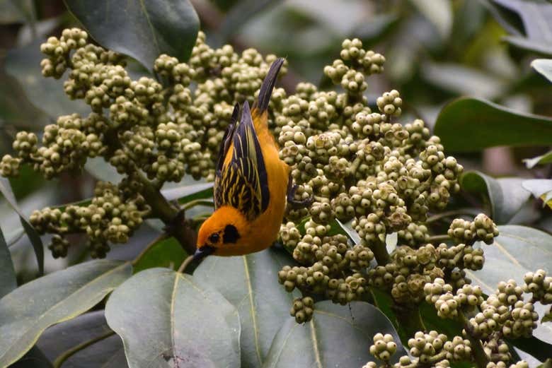 Fauna do santuário Otún Quimbaya