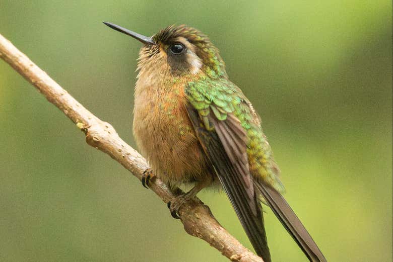 Vedremo numerosi uccelli