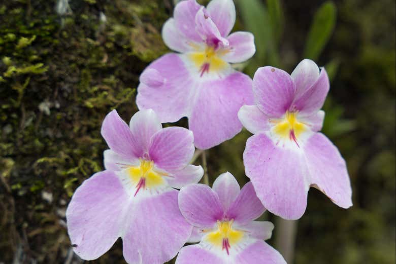Passeggiata nel giardino delle orchidee
