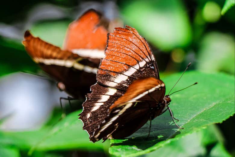 Visiteremo l'osservatorio delle farfalle del parco