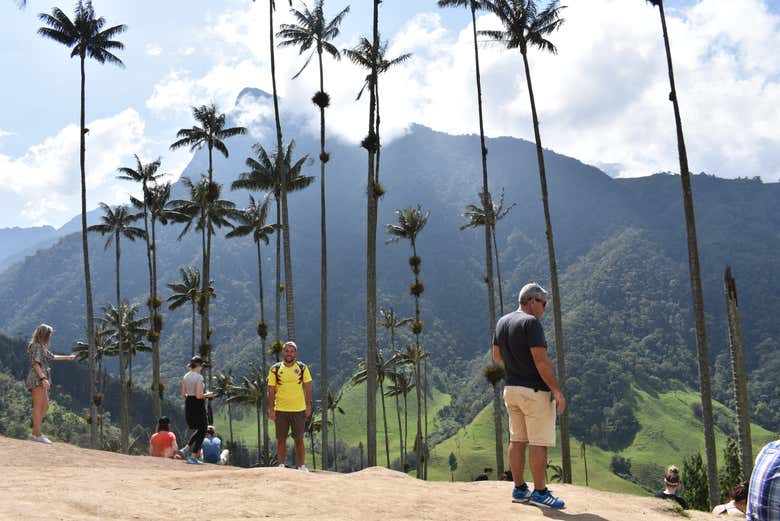 Contemplando las palmas de cera colombianas