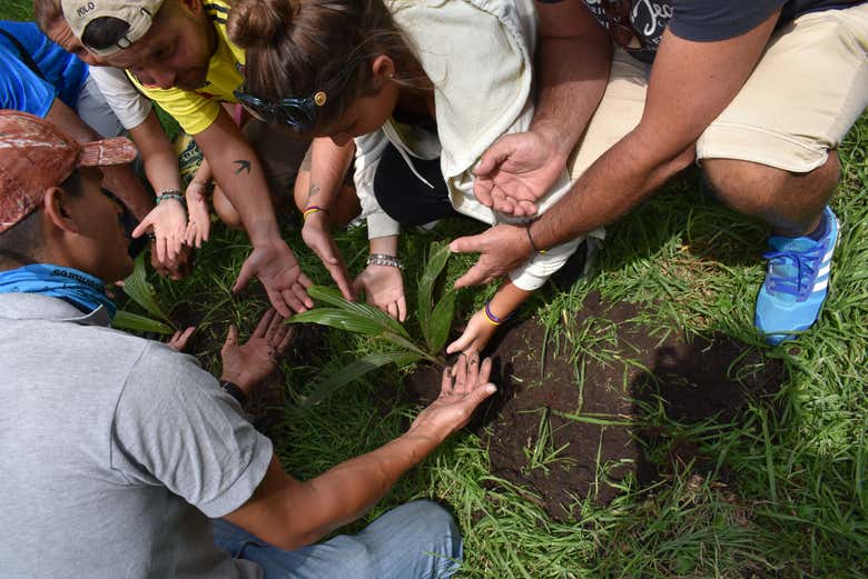 Plantando una palma de cera en el valle de Cocora