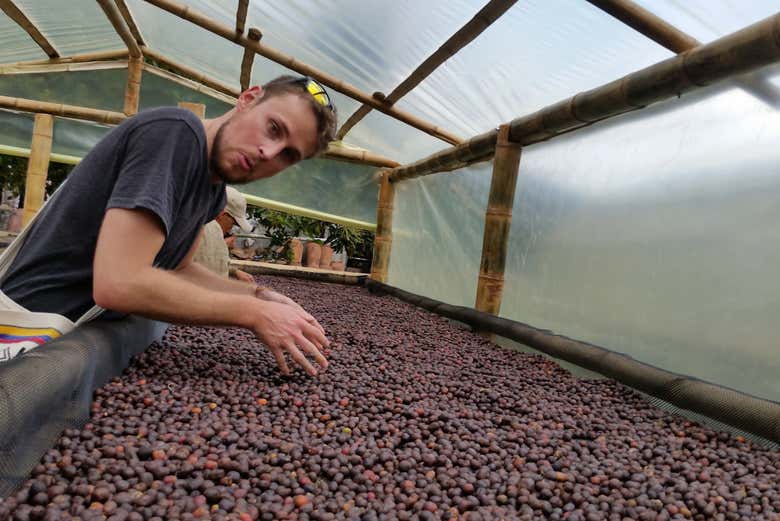 Conociendo el proceso de elaboración del café