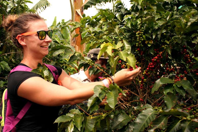Recolectando granos de café