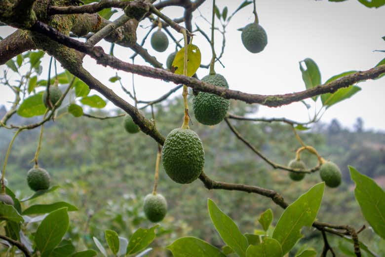 Árbol del aguacate