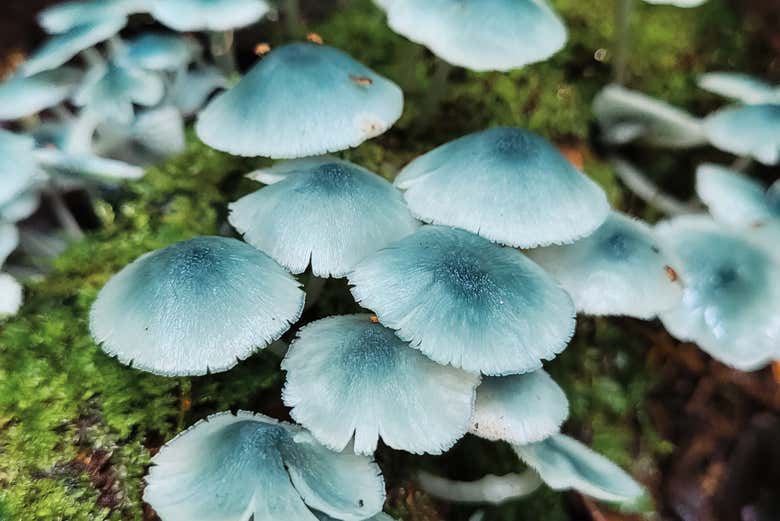 Hongos de color azul en la reserva