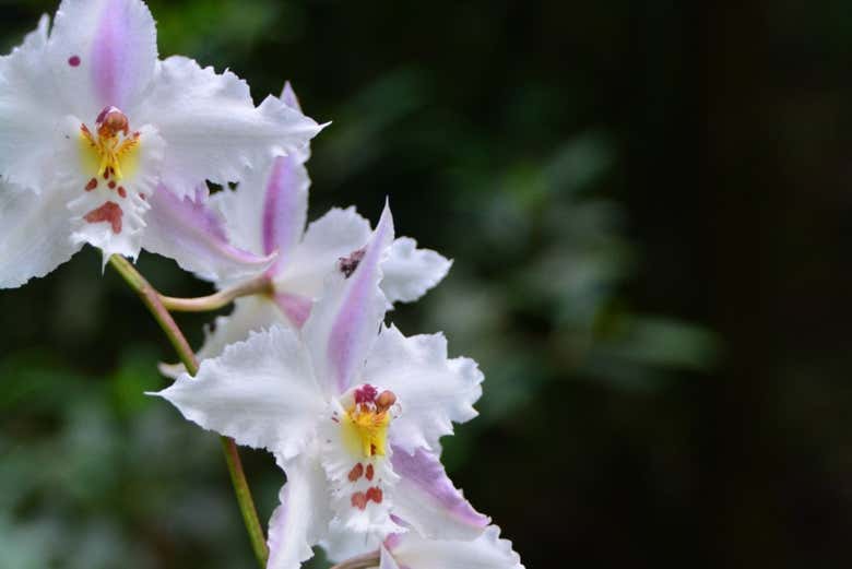 Orquídeas en su hábitat natural 