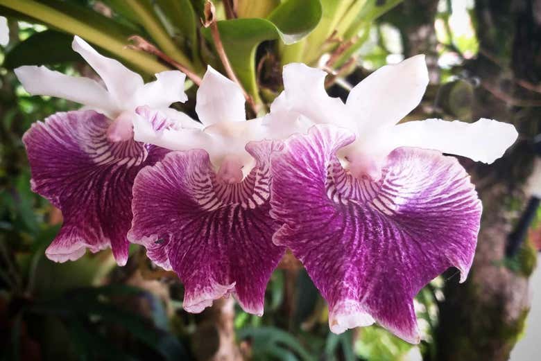 Colombia es el país con más orquídeas del mundo