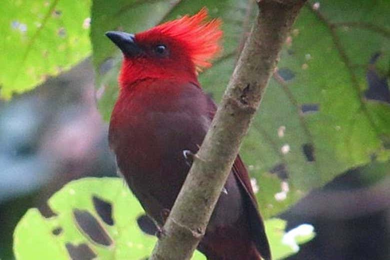 Habia Cristata, ave endémica del Eje Cafetero