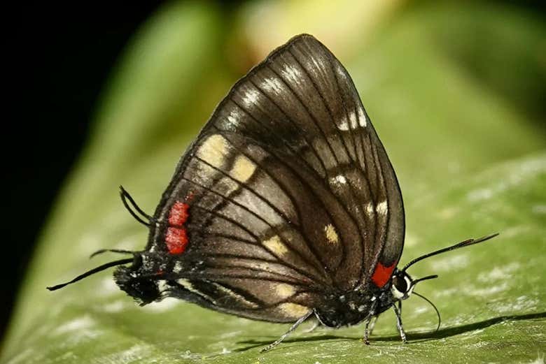 Intentaremos ver distintas mariposas