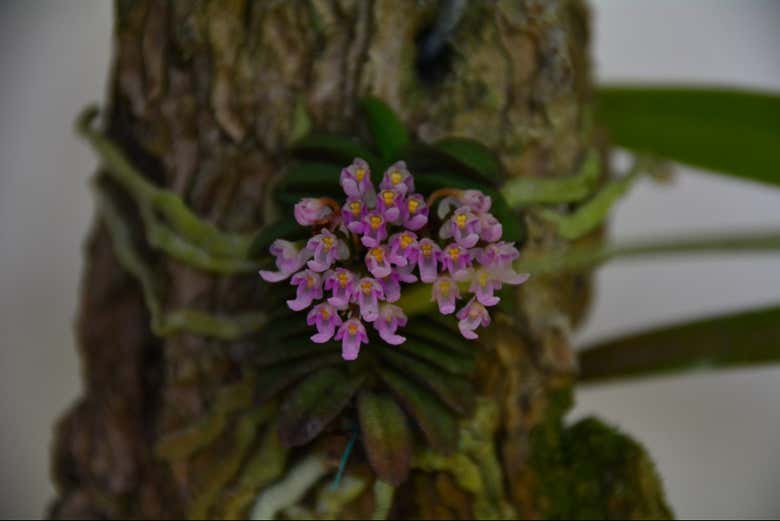 Una de las orquídeas de la zona
