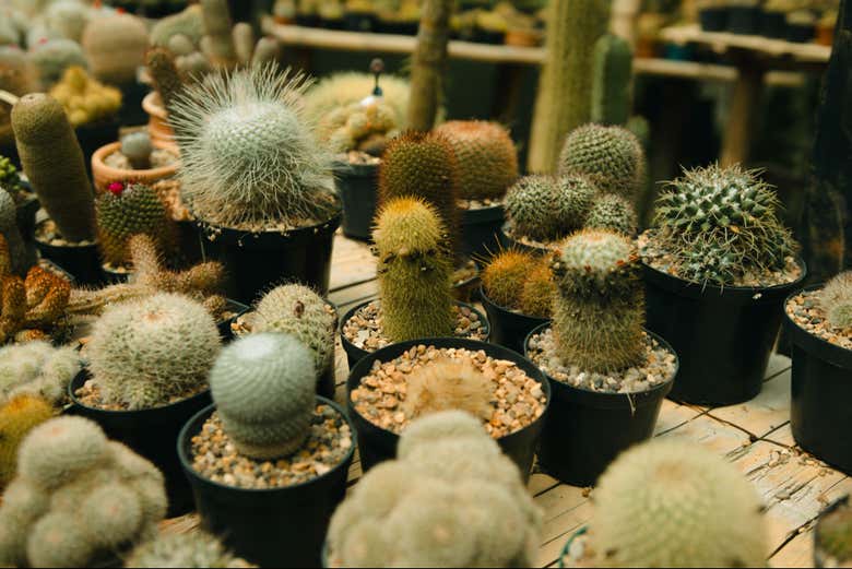 Veremos una gran colección de cactus 