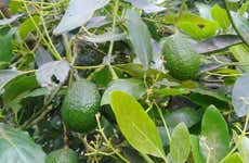 Tour dell'avocado