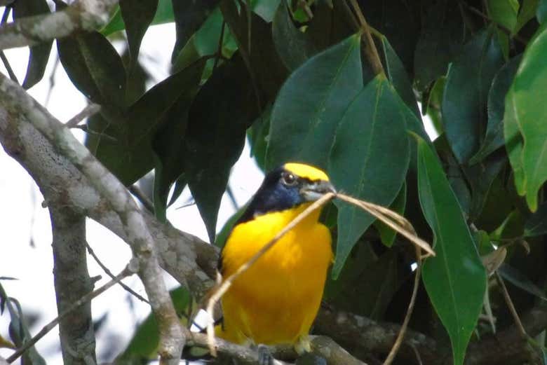 Avistamiento de aves