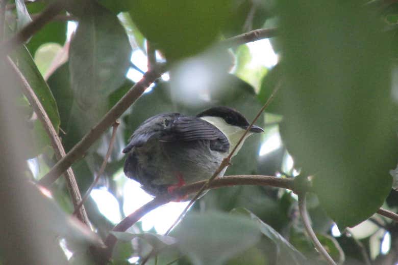 Fauna del Parque Mutis