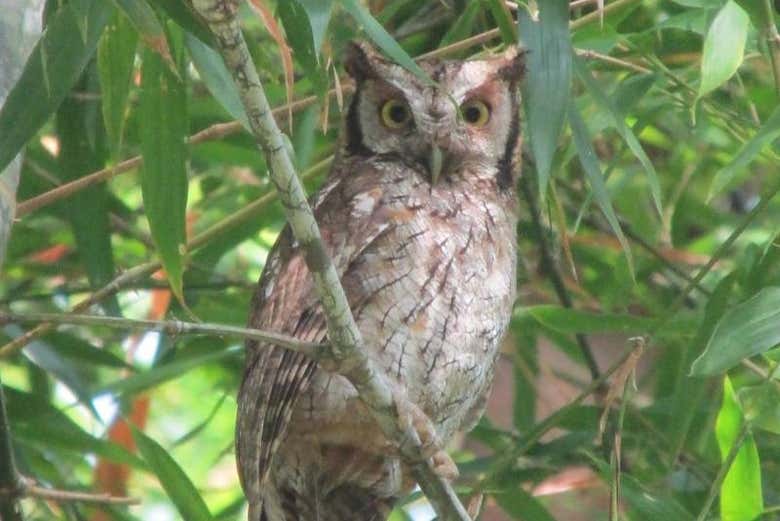 Búho en el Parque Mutis