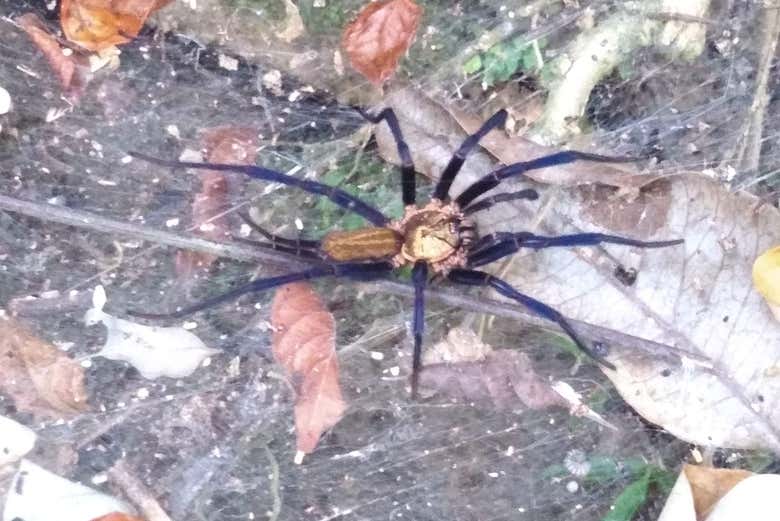 Fauna del río Cancún