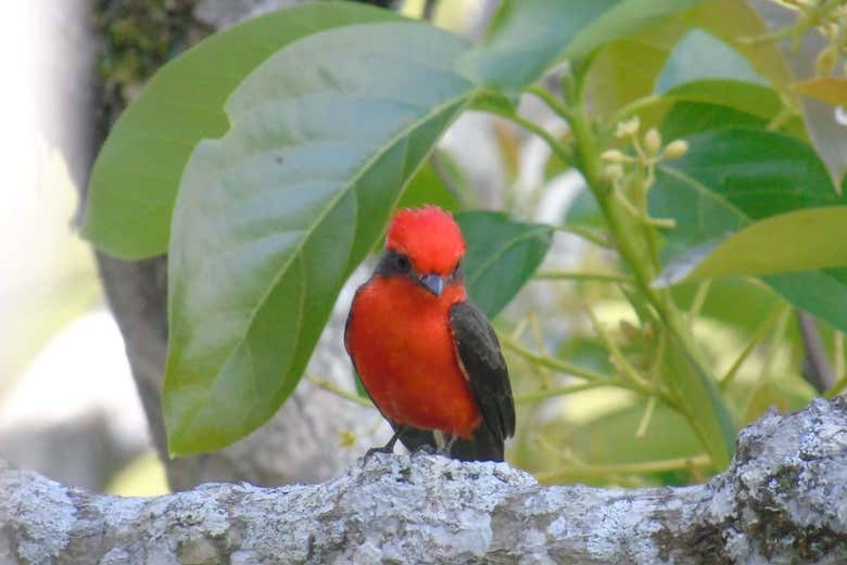 Fauna de la finca El Tesoro