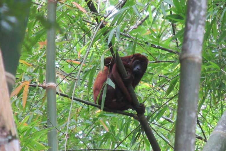 Fauna de la quebrada Tasajos