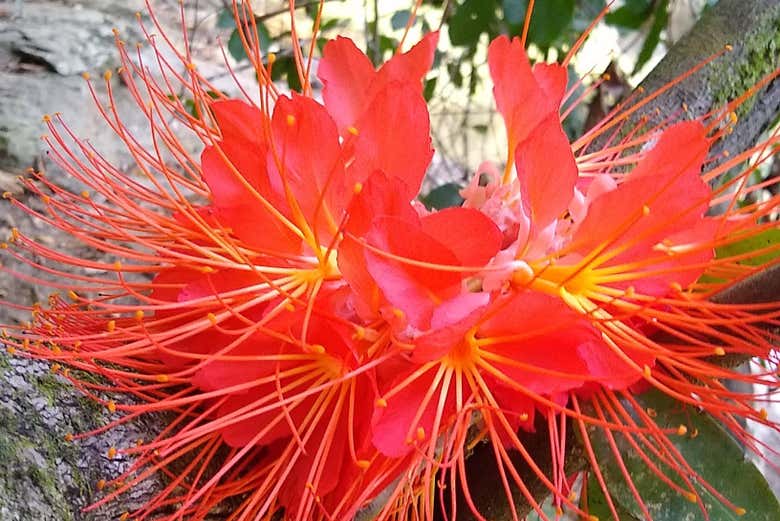Vegetación del río Cuamo