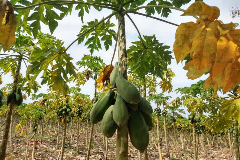 Mariquita es la Ciudad de la Fruta
