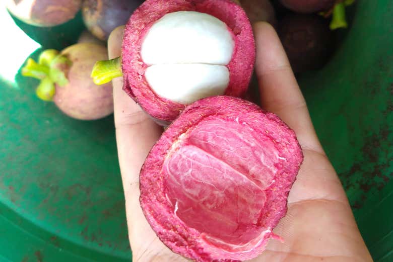 Mangostino, el manjar de los dioses