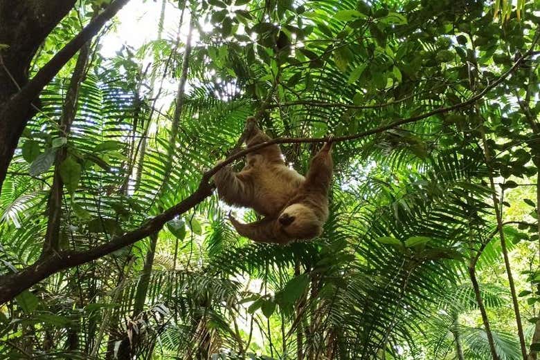 Perezoso saltando en las ramas