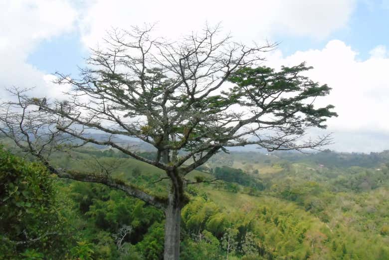 Cultivos de la finca El Tesoro