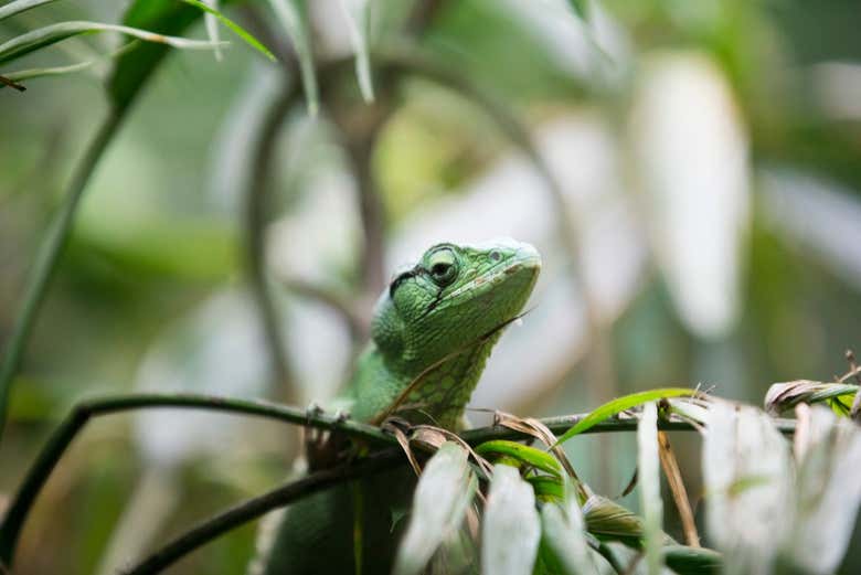Sorprendeos con los animales más exóticos de Colombia