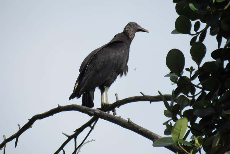 Também veremos aves grandes