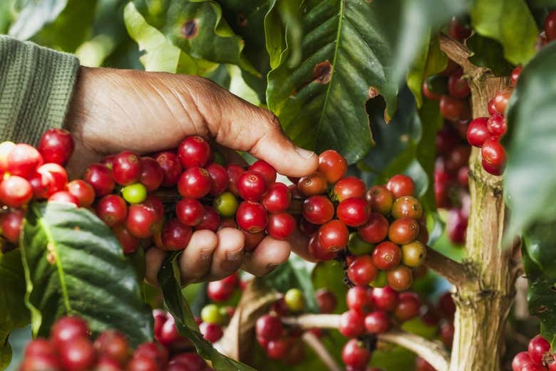 Cafetal colombiano