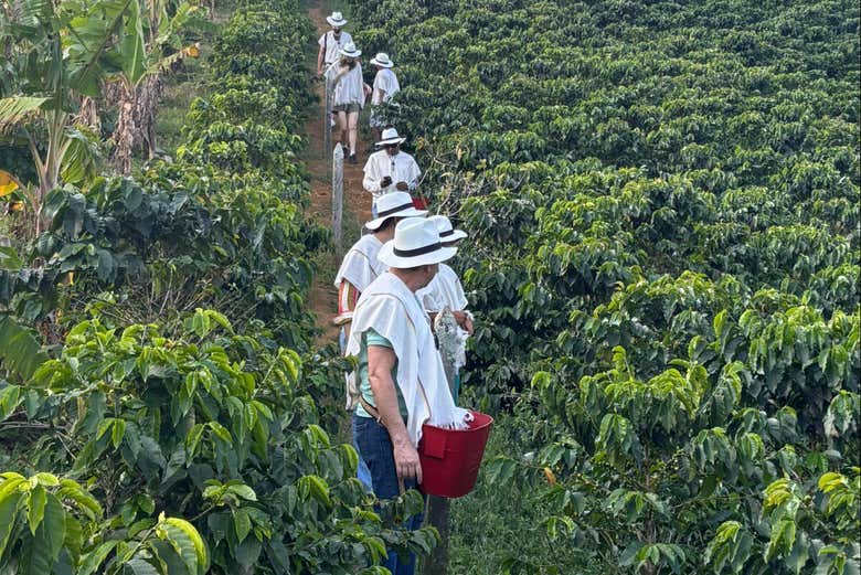 Discover this family-owned coffee farm