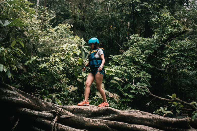 Caminata por el bosque