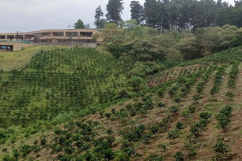 Plantaciones de café en Medellín