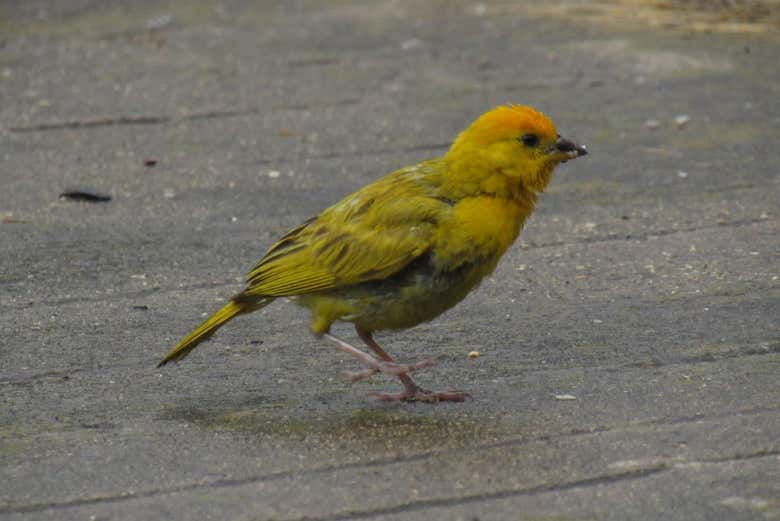 As aves de Altavista se destacam por suas cores vivas