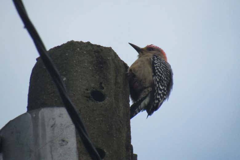 Aprenderemos a distinguir os diferentes tipos de pássaros