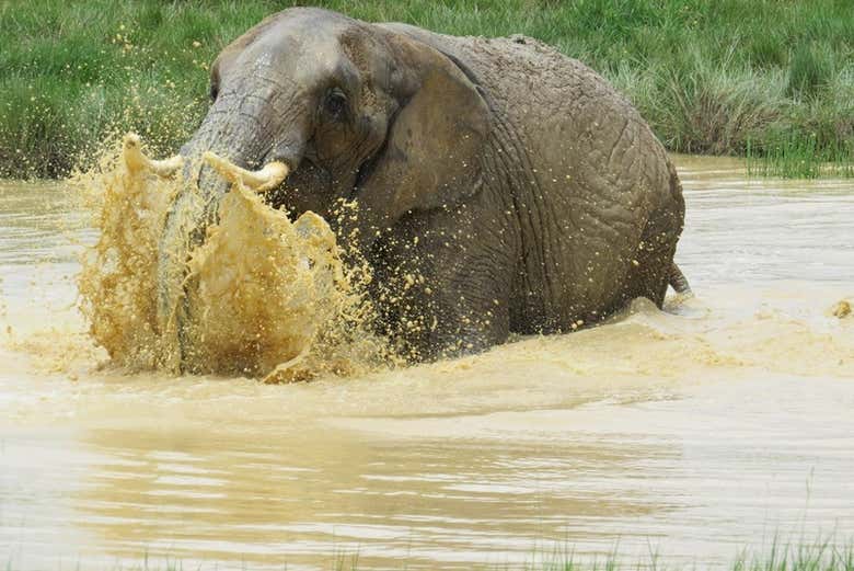 Elefante del zoo de la Hacienda Nápoles