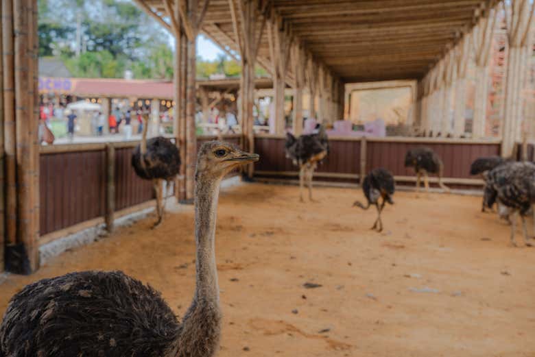Veremos numerosos animales en el Alto del Chocho