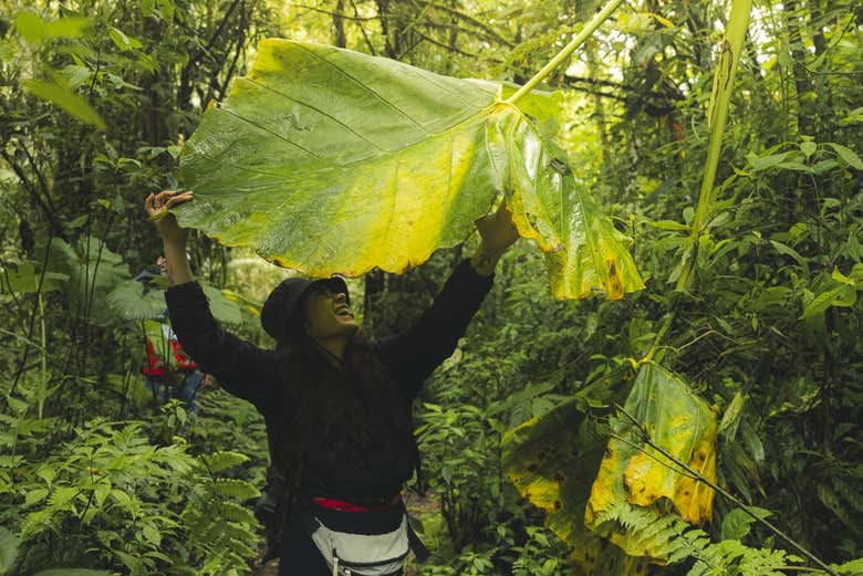 Une photo sous les oreilles d'éléphant !