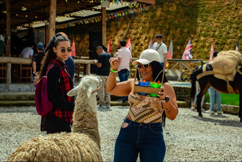 Conociendo a las llamas de la granja