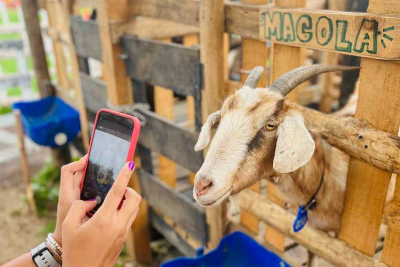 Podréis hacer fotos de los animales