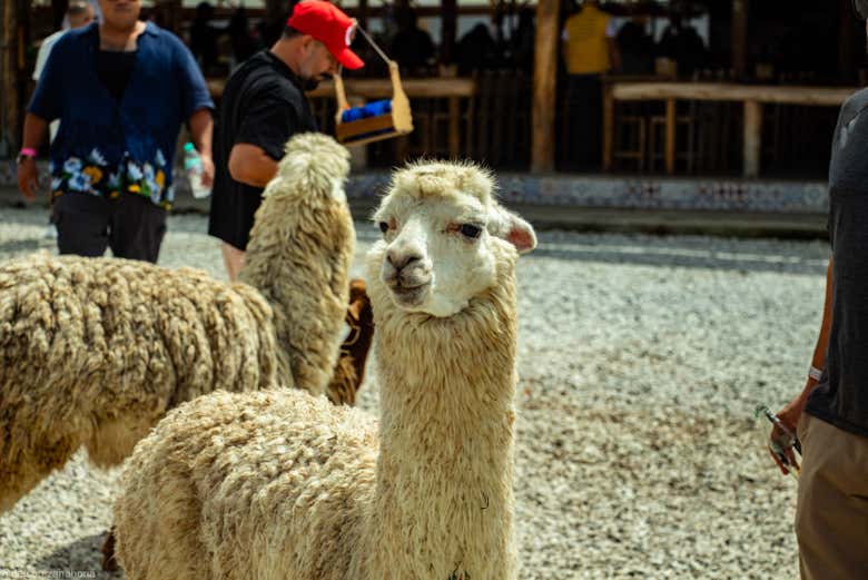 Una simpática llamita