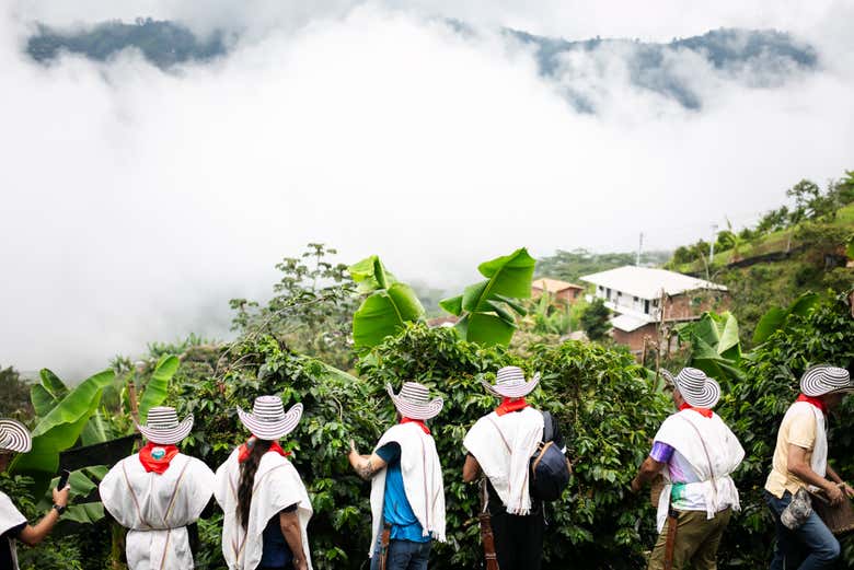Observando las plantaciones de café