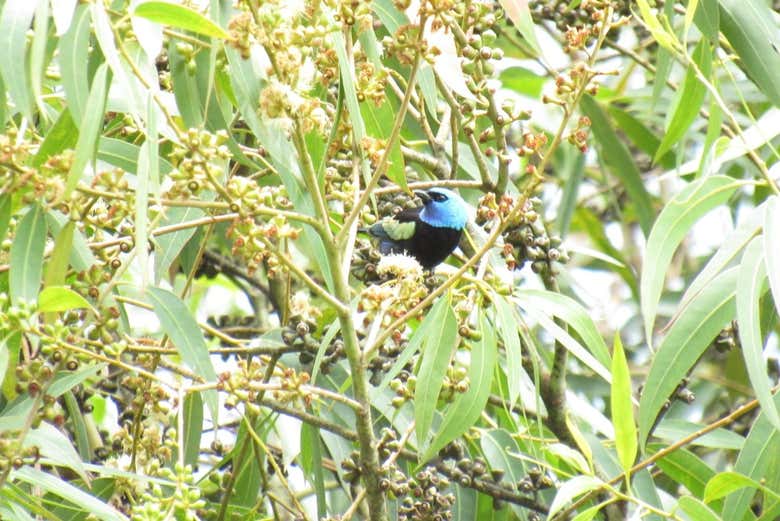 Pássaro camuflado entre as folhas