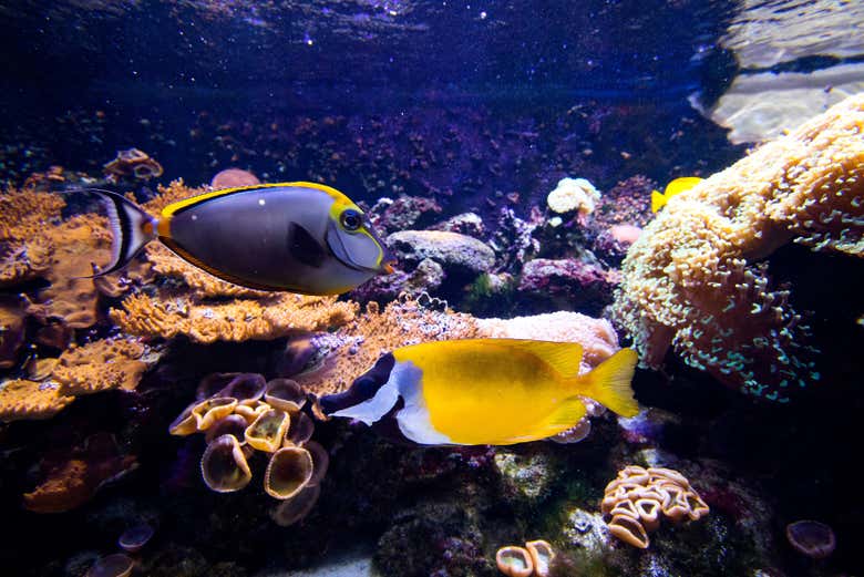 Peixes do Parque Explora em um dos tanques